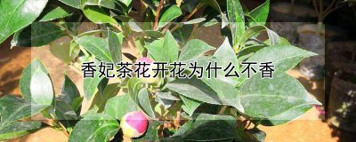 香妃茶花开花不香的原因 香妃茶花开花无香的原因