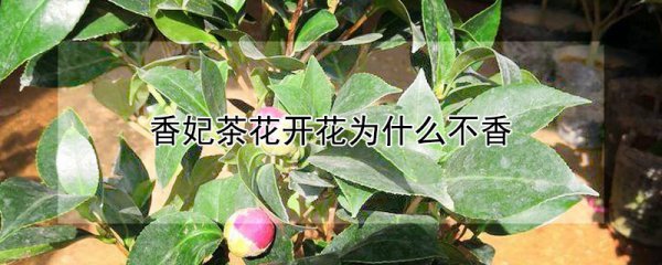 香妃茶花开花不香的原因