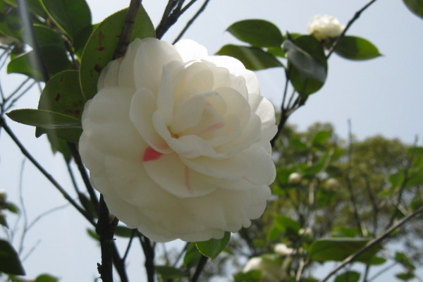 茶花夏天会不会开花