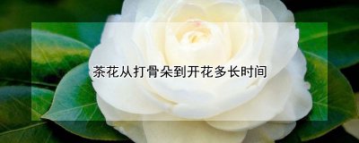茶花从打骨朵到开花的时间 茶花花蕾到绽放的时刻