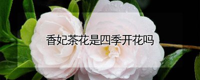 香妃茶花能不能全年开花 香妃茶花全年开花可行吗？