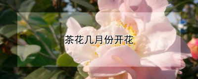 茶花什么时候开花 茶花花期怎么施肥