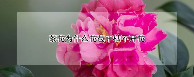茶花花苞干枯不开花的原因 茶花花苞枯萎不绽放的原因