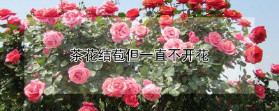 茶花结苞但一直不开花的原因 茶花长期结花苞未开放的原因