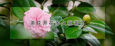 茶花开花后什么时候凋谢 茶花的土壤选择