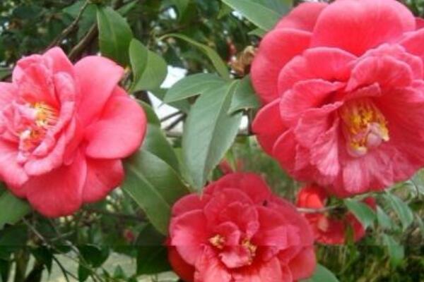 茶花开花后修剪方法