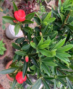 茶花开花后如何养护 如何正确保养茶花开花后