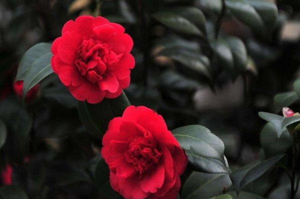 茶花的养殖方法土壤温度浇水以及施肥都要注意