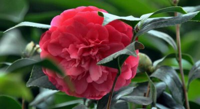 茶花干枯掉叶子怎么办 茶花干枯掉叶子处理方法