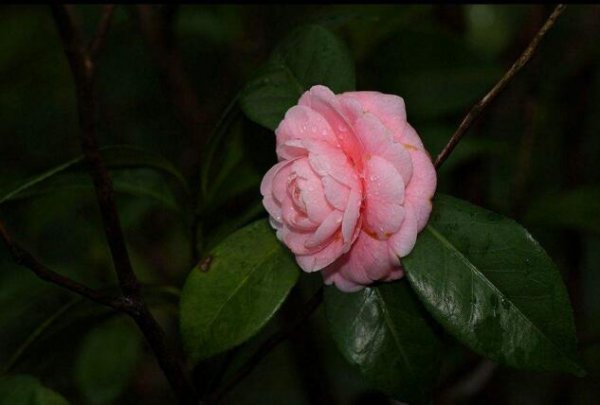 茶花的养殖方法土壤温度浇水以及施肥都要注意
