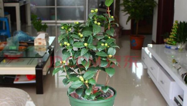 茶花干枯掉叶子处理方法