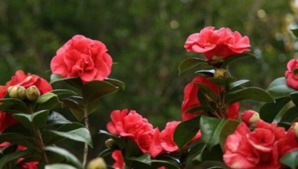 茶花怎么浇水四季的浇水各不相同