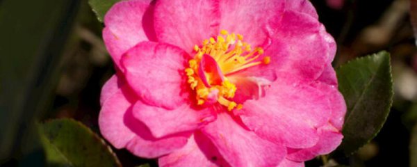 茶花缓苗期浇水方法