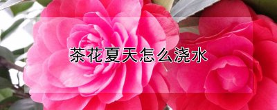 茶花夏天如何浇水 怎样给茶花夏季浇水