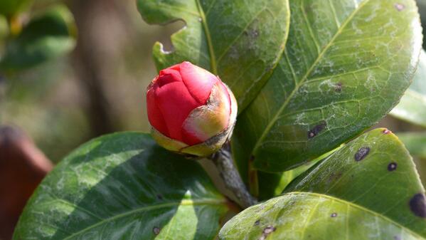 茶花施肥过多处理方法