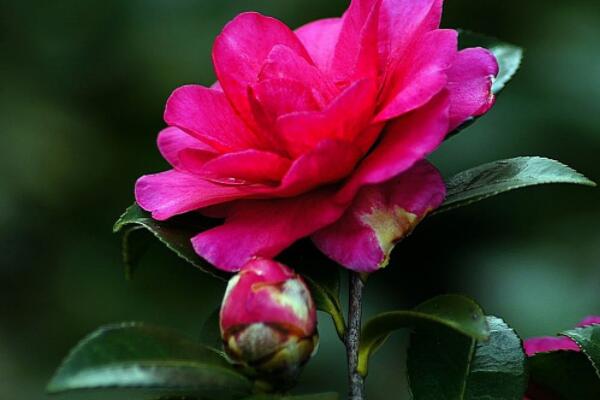 北方茶花施肥方法