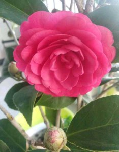 茶花晒不到太阳可以开花吗 茶花无须阳光也能开花吗？