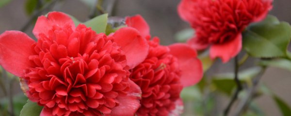 茶花秋季施肥方法和注意事项