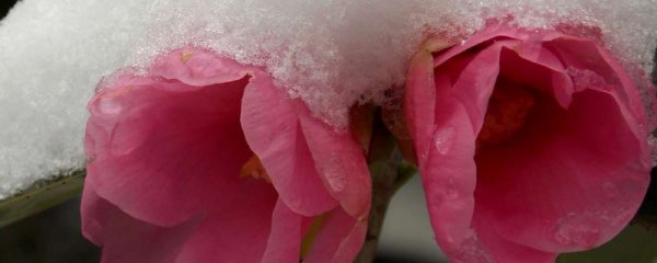 春天茶花什么时候施肥