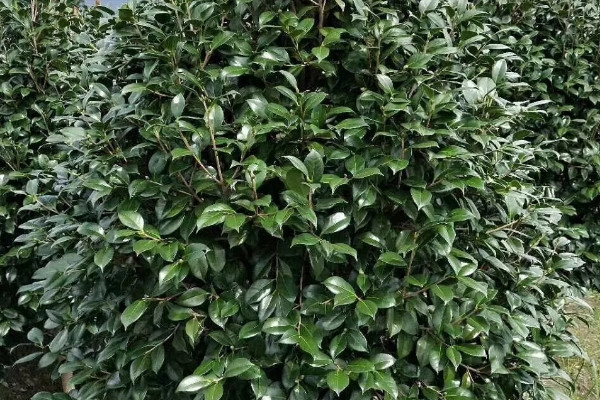 春天茶花什么时候施肥