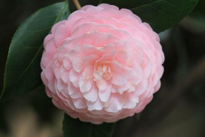 茶花的病虫害防治 茶花的养护技巧