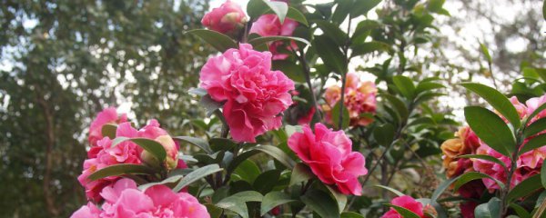 怎么修剪赤丹茶花