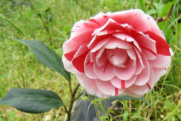 怎么修剪赤丹茶花