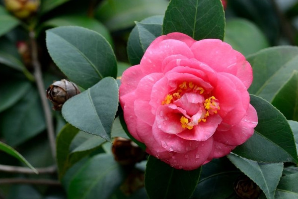 怎么修剪赤丹茶花