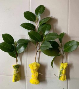 山茶花可以扦插繁殖吗？ 山茶花能扦插繁殖吗