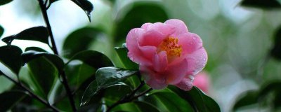 怎么修剪五色赤丹茶花 五色赤丹茶花修剪技巧