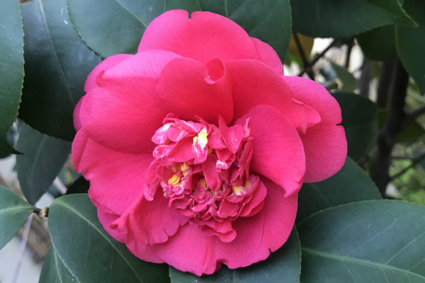 怎么修剪五色赤丹茶花
