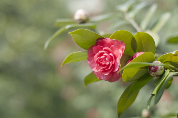 怎么修剪五色赤丹茶花