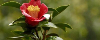 茶花夏季修剪方法 茶花夏季修剪要点
夏季修剪茶花的技巧