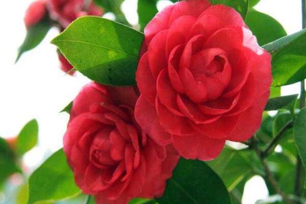 茶花夏季修剪方法