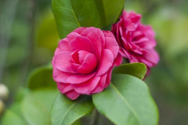 茶花夏季修剪方法