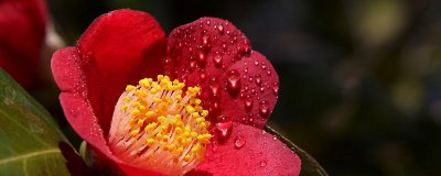 耐冬花什么时候可以修剪 何时可以修剪耐冬花？