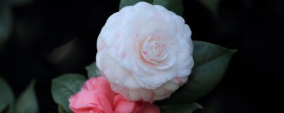 山茶花枯枝修剪方法 山茶花修剪干枝技巧