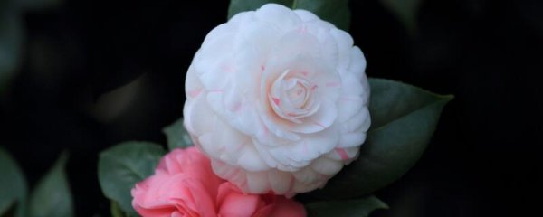 山茶花枯枝修剪方法