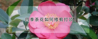 四季茶花怎么修剪打顶 如何修剪四季茶花并打顶