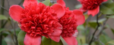 茶花修剪养护基本方法 茶花修剪护理要点
