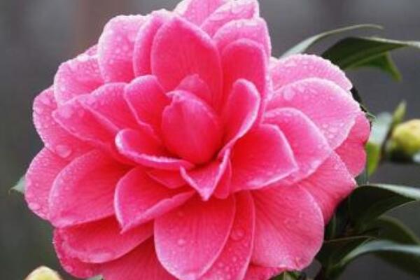 茶花修剪养护基本方法