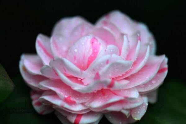 茶花修剪养护基本方法