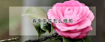 春季茶花如何修剪 春季如何修剪茶花？