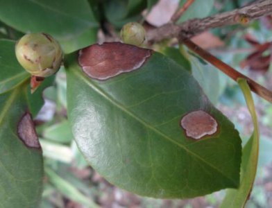 山茶花的病虫害防治 山茶花的病虫害防治方法