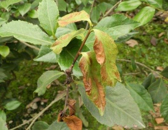 山茶花的病虫害防治方法