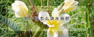 桅子花如何浇水施肥 桅子花的水肥管理技巧