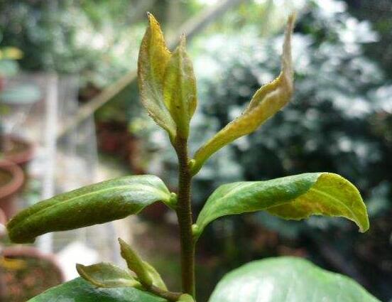山茶花的病虫害防治方法