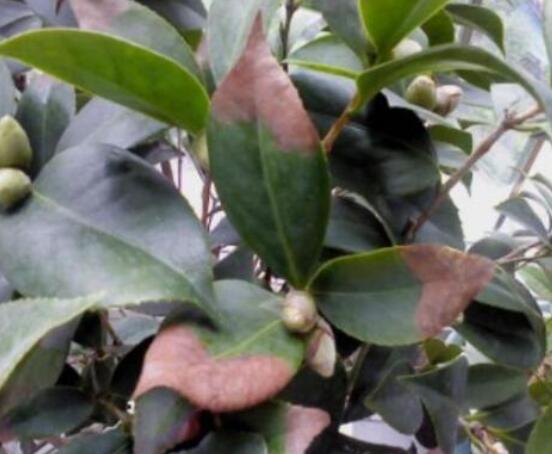 山茶花的病虫害防治方法