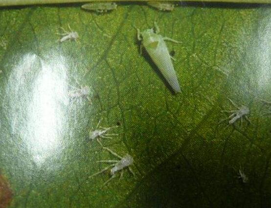 山茶花的病虫害防治方法