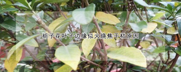 栀子花叶子边缘为什么似火烧焦干枯